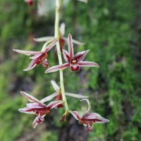 Cymbidium aloifolium (L.) Sw.